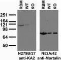 Immunoblot against crude brain membrane preparations from adult rat (RBM) or wild-type (WT) or KA2 knockout (KO) mice probed with N279B/27 (left) or N52A/42 (right) TC supe. Mouse brains courtesy of Anis Contractor (Northwestern University.