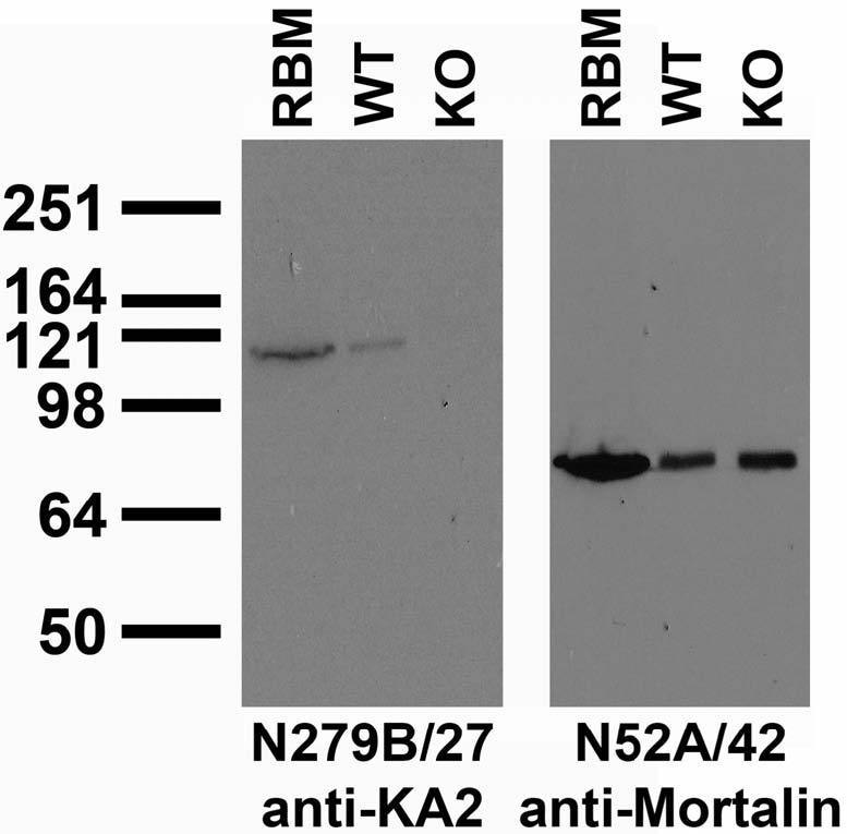 Immunoblot against crude brain membrane preparations from adult rat (RBM) or wild-type (WT) or KA2 knockout (KO) mice probed with N279B/27 (left) or N52A/42 (right) TC supe. Mouse brains courtesy of Anis Contractor (Northwestern University.