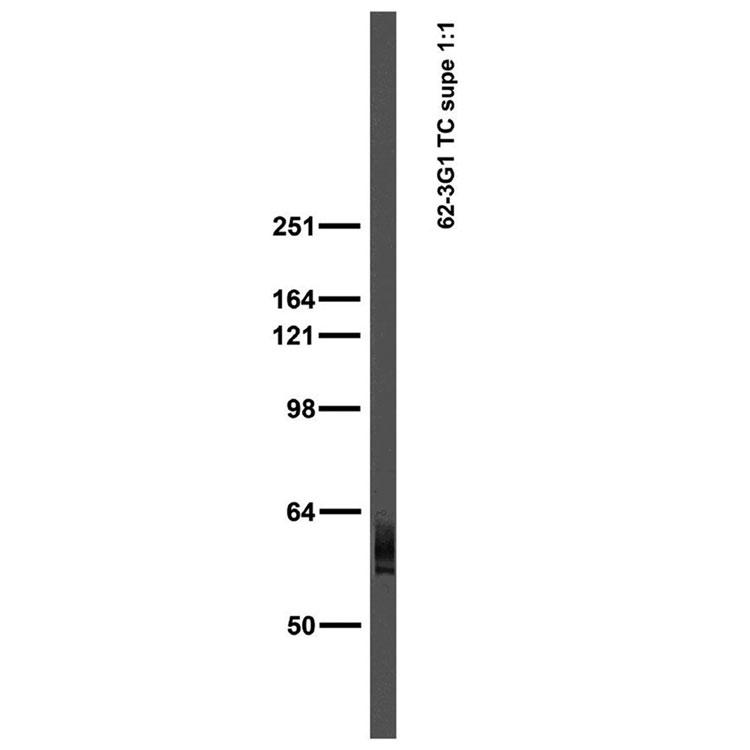 Adult rat brain membrane immunoblot
