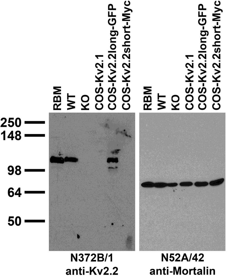Immunoblot against extracts of COS cells transiently transfected with GFP-tagged Kv2.2long, Myc-tagged Kv2.2short or untagged Kv2.1 plasmid; and adult brain membranes from rat (RBM), Kv2.2 wild-type (WT) and knockout (KO) mice probed with N372B/1 (left) or N52A/42 (right) TC supe.