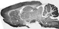 Adult rat brain immunohistochemistry.