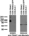Immunoblot against extracts of COS cells transiently transfected with untagged TRAK1, GFP-tagged TRAK2 or untagged Kv2.1 plasmid probed with N389/9 (left) or N52A/42 (right) TC supe.