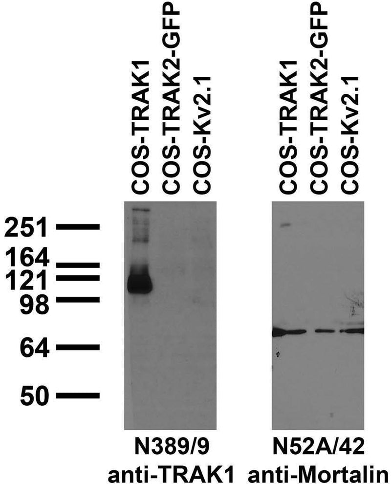 Immunoblot against extracts of COS cells transiently transfected with untagged TRAK1, GFP-tagged TRAK2 or untagged Kv2.1 plasmid probed with N389/9 (left) or N52A/42 (right) TC supe.
