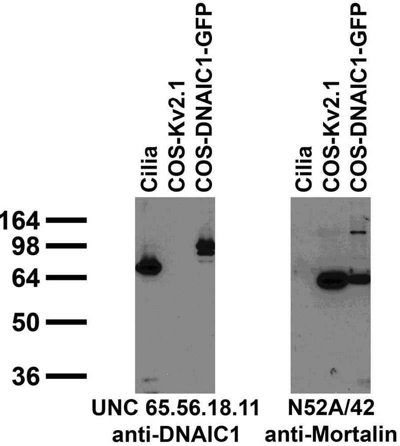 Immunoblot against isolated cilia and extracts of COS cells transiently transfected with GFP-tagged DNAIC1 or untagged Kv2.1 plasmid probed with UNC 65.56.18.11 (left) or N52A/42 (right) TC supe.