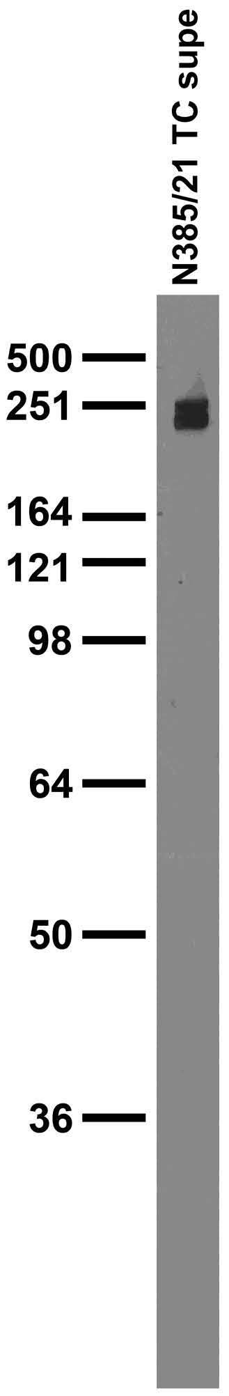 Adult rat brain membrane immunoblot.