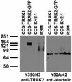 Immunoblot against extracts of COS cells transiently transfected with untagged TRAK1, GFP-tagged TRAK2 or untagged Kv2.1 plasmid probed with N390/43 (left) or N52A/42 (right) TC supe.