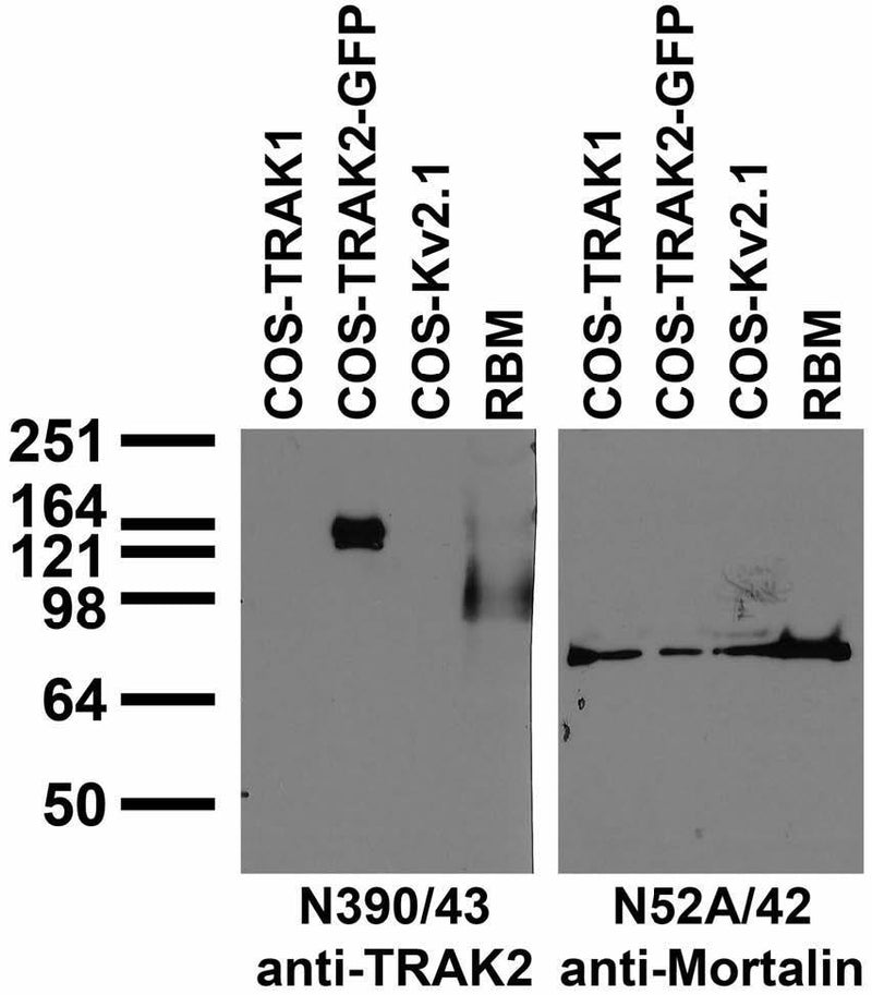 Immunoblot against extracts of COS cells transiently transfected with untagged TRAK1, GFP-tagged TRAK2 or untagged Kv2.1 plasmid probed with N390/43 (left) or N52A/42 (right) TC supe.