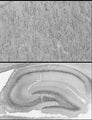 Adult rat cerebral cortex and hippocampus immunohistochemistry with antigen retrieval via pepsin pretreatment.