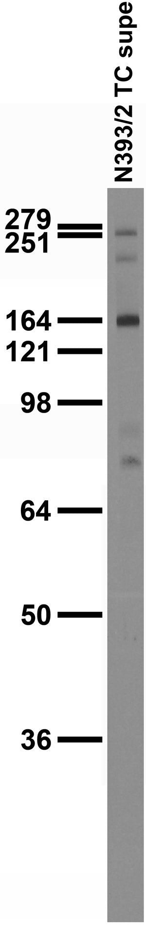 Adult rat brain membrane immunoblot.