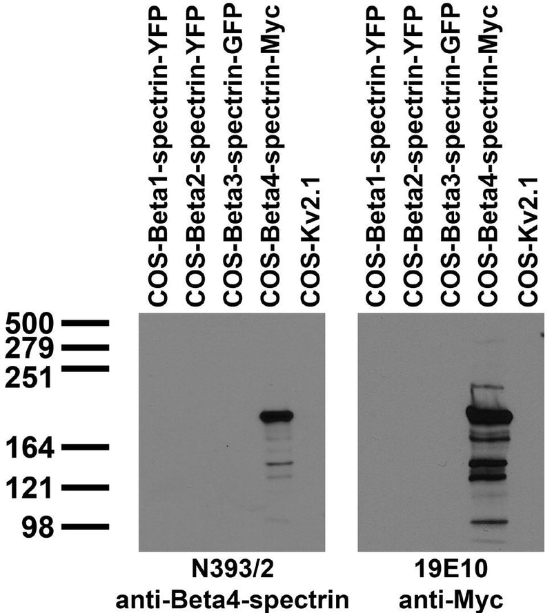 Immunoblot against extracts of COS cells transfected with tagged Beta- spectrins or untagged Kv2.1 plasmid probed with N393/2 (left) or 19E10 (right) TC supe.