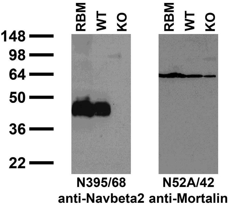 Immunoblot against crude membranes from adult rat brain (RBM) and wild-type (WT) and Navbeta2 knockout (KO) mouse brains probed with N395/68 (left) and N52A/42 (right) TC supe. Mouse brains courtesy of Lori Isom (University of Michigan).