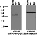 Immunoblot against crude membranes from adult rat brain (RBM) and wild-type (WT) and GABA-A-R-Alpha2 knockout (KO) mouse brains probed with N399/19 (left) and N52A/42 (right) TC supe. Mouse brains courtesy of Uwe Rudolph (Harvard Medical School.