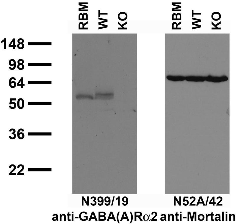 Immunoblot against crude membranes from adult rat brain (RBM) and wild-type (WT) and GABA-A-R-Alpha2 knockout (KO) mouse brains probed with N399/19 (left) and N52A/42 (right) TC supe. Mouse brains courtesy of Uwe Rudolph (Harvard Medical School.