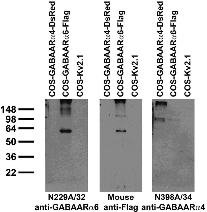 Immunoblot against extracts of COS cells transiently transfected with DsRed-tagged GABAARAlpha4, Flag-tagged GABAARAlpha6 or untagged Kv2.1 plasmid probed with N229A/32 (left), Mouse anti-Flag (middle) or N398A/34 (right) TC supe.