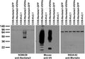 Transfected cell immunoblot