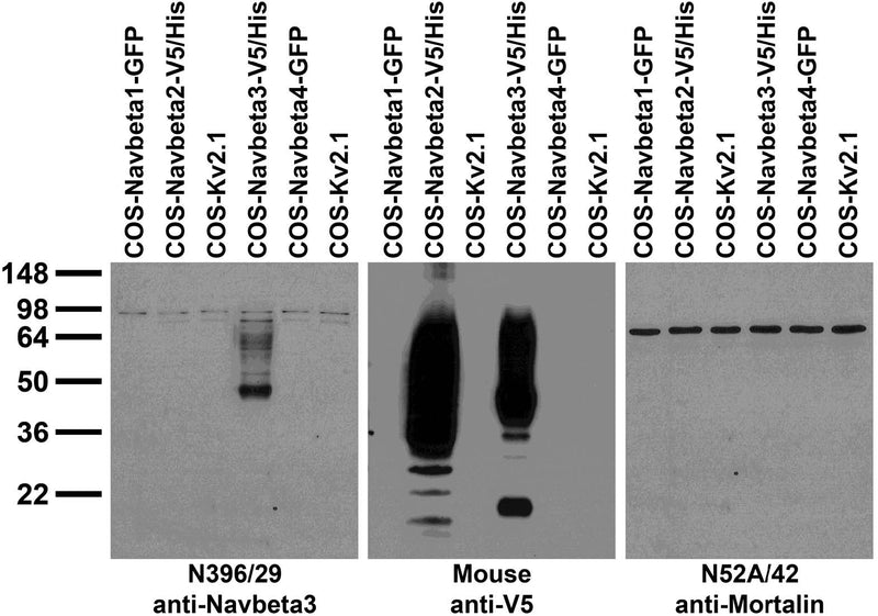 Transfected cell immunoblot