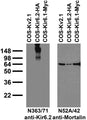 Immunoblot against extracts of COS cells transiently transfected with Myc-tagged Kir6.1, HA-tagged Kir6.2 or untagged Kv2.1 plasmid probed with N363/71 (left) or N52A/42 (right) TC supe.