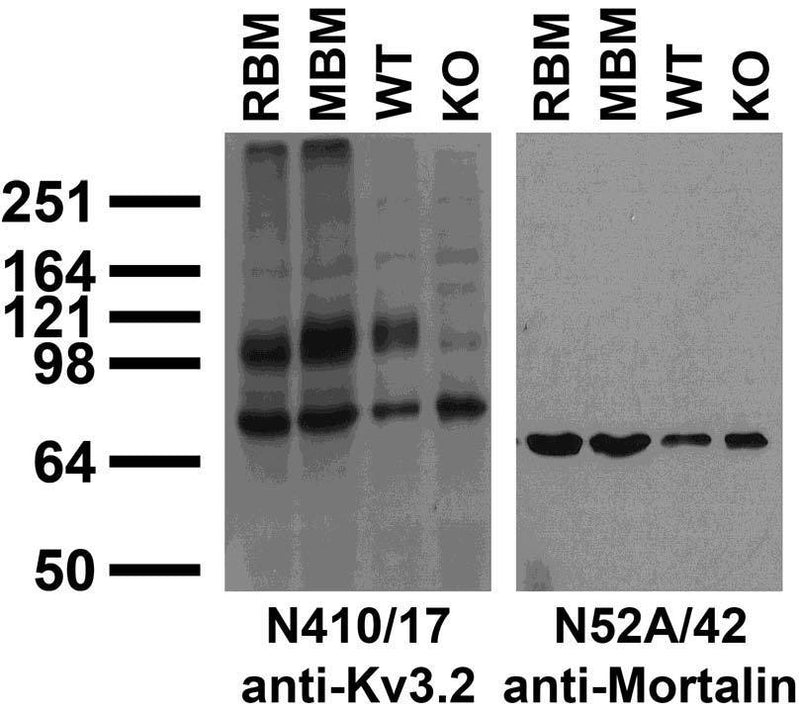 Immunoblot against crude membranes from adult rat brain (RBM), mouse brain (MBM) and wild-type (WT) and Kv3.2 knockout (KO) mouse brains probed with N410/17 (left) and N52A/42 (right) TC supe. Mouse brains courtesy of Bernardo Rudy (NYU School of Medicine).