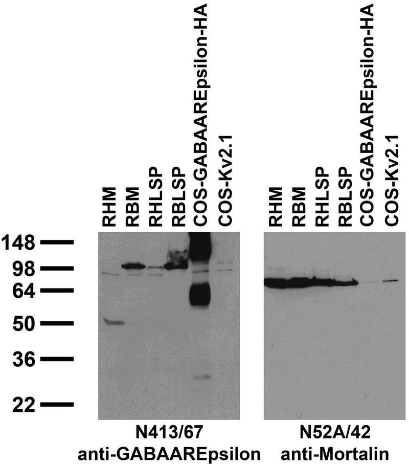 Immunoblot against crude membranes and low- speed pellets from adult rat heart (RHM, RHLSP) and brain (RBM, RBLSP) and extracts of COS cells transiently transfected with HA-tagged GABAAREpsilon or untagged Kv2.1 plasmid probed with N413/67 (left) or N52A/42 (right) TC supe.