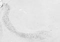Adult rat reticular thalamic nucleus and zona incerta immunohistochemistry.