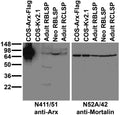 Adult/neonatal rat brain/cerebellum low-speed pellet (RBLSP/RCLSP) and transfected cell immunoblot: extracts of RBLSP, RCLSP and COS cells transiently transfected with Flag-tagged Arx or untagged Kv2.1 plasmid and probed with N411/51 (left) and N52A/42 (right) TC supe.