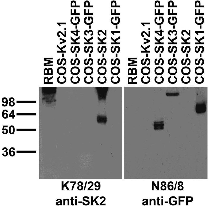 Adult rat brain membrane (RBM) and transfected cell immunoblot: extracts of RBM and COS cells transiently transfected with GFP-tagged SK1, SK3 or SK4 or untagged SK2 or Kv2.1 plasmid and probed with K78/29 (left) and N86/8 (right) TC supe.