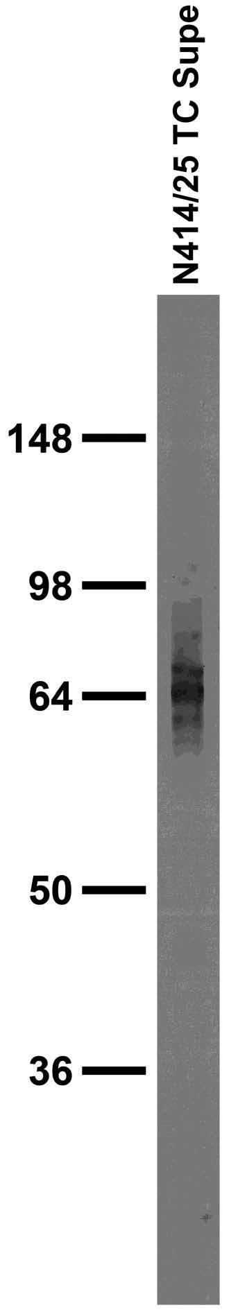 Adult rat brain membrane immunoblot.