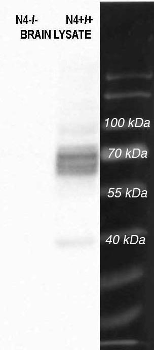 Immunoblot against membranes from wild- type (N4+/+) or NKCX4 knockout (N4-/-) mouse brains probed with N414/25 TC supe. Data courtesy of Sunita Sharma and Jonathan Lytton (University of Calgary).