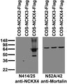 Immunoblot against extracts of COS cells transiently transfected with Flag- tagged NCKX2, NCKX3 or NCKX4 plasmid and probed with N414/25 (left) or N52A/42 (right) TC supe.