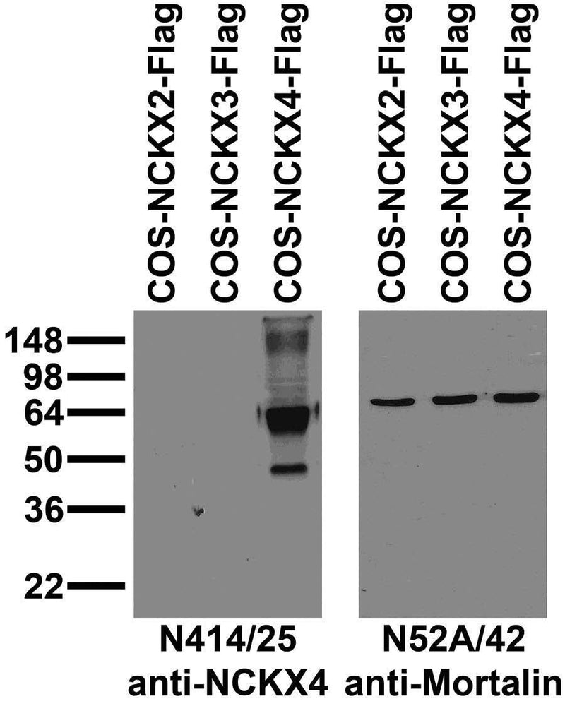 Immunoblot against extracts of COS cells transiently transfected with Flag- tagged NCKX2, NCKX3 or NCKX4 plasmid and probed with N414/25 (left) or N52A/42 (right) TC supe.