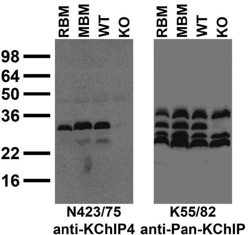 Immunoblot against adult rat brain membranes (RBM) and extracts of COS cells transiently transfected with untagged KChIP1, KChIP2, KChIP3, KChIP4 or Kv2.1 plasmid probed with N423/75 (left) or K55/82 (right) TC supe.