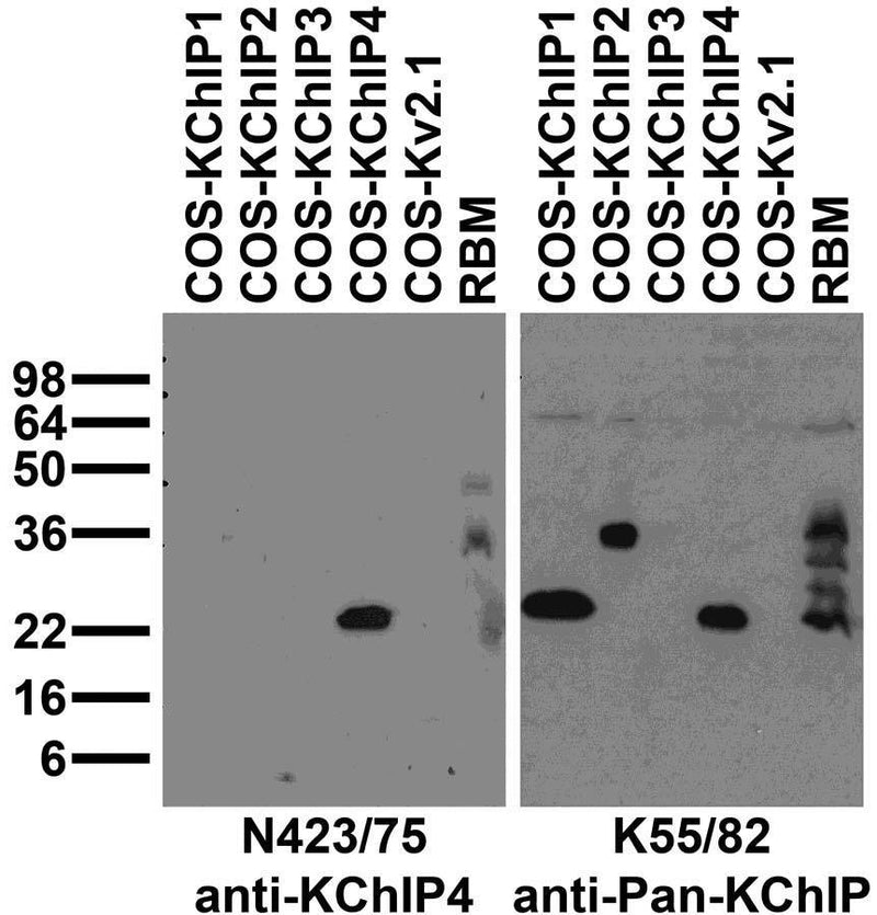 Immunoblot against adult rat brain membranes (RBM) and extracts of COS cells transiently transfected with untagged KChIP1, KChIP2, KChIP3, KChIP4 or Kv2.1 plasmid probed with N423/75 (left) or K55/82 (right) TC supe.