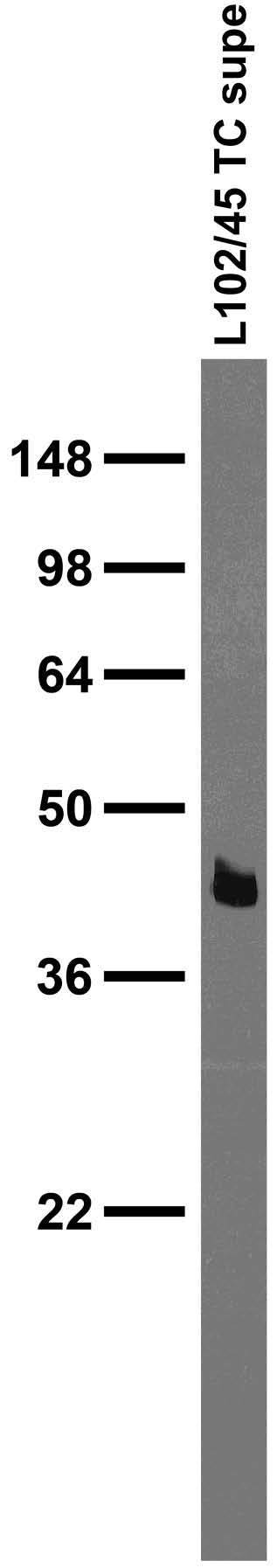 Adult rat brain membrane immunoblot.