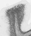 adult rat Cerebellum immunohistochemistry.