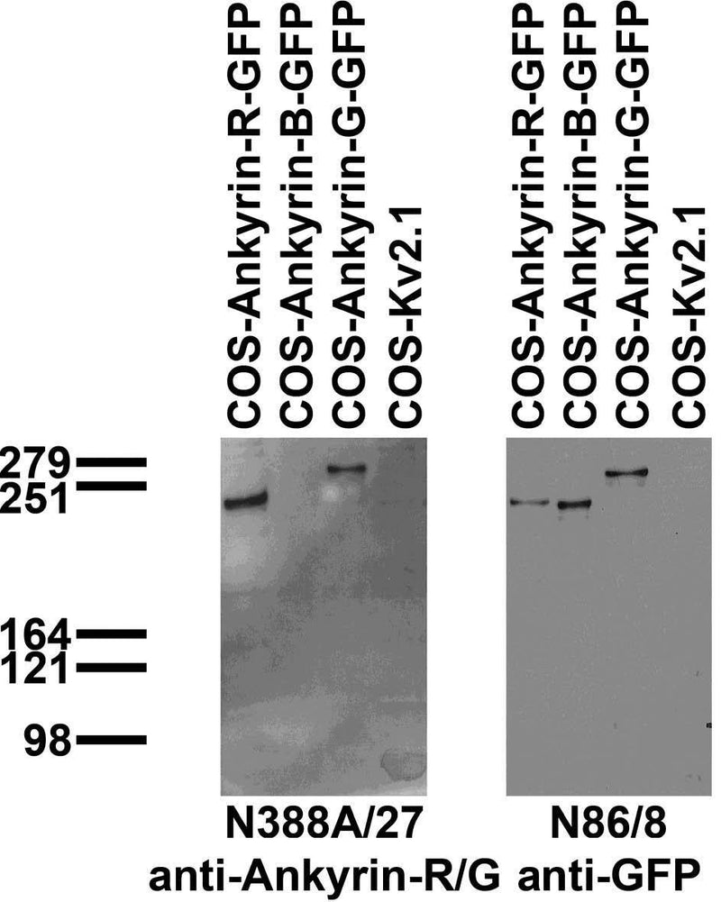 Immunoblot against extracts of COS cells transiently transfected with GFP-tagged Ankyrin-R, Ankyrin-B, Ankyrin-G or untagged Kv2.1 plasmid probed with N388A/27 (left) or N86/8 (right) TC supe.