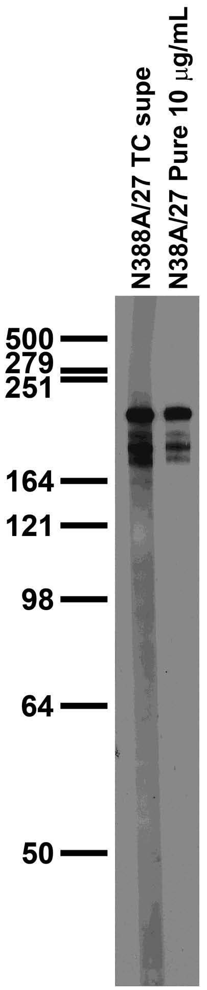 Adult rat brain membrane immunoblot.
