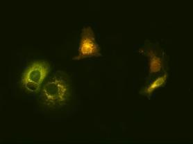 Immunofluorescence staining of permeabilized.