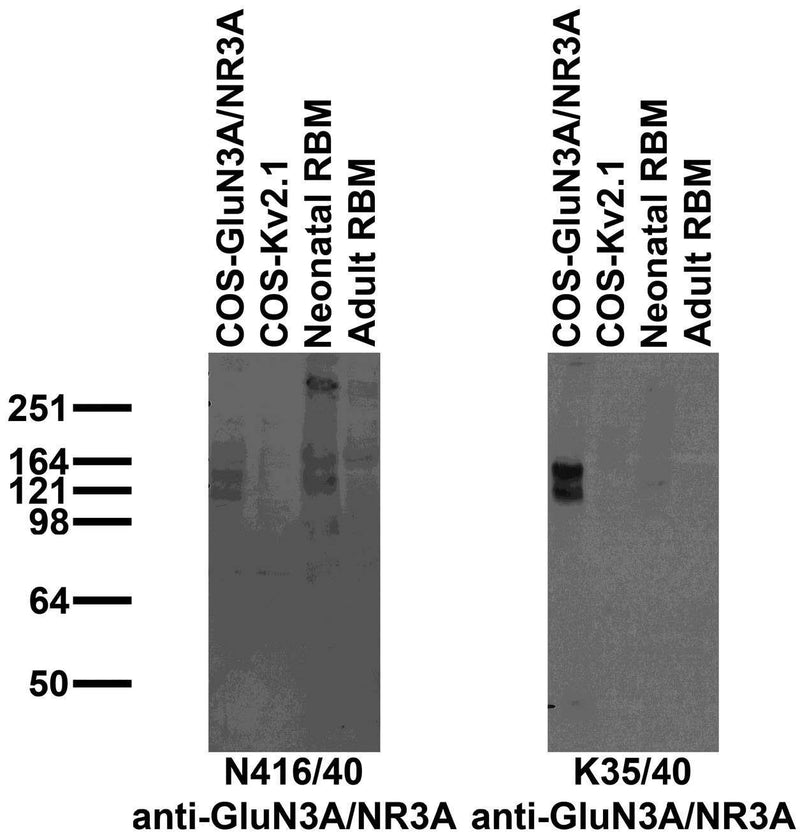 Immunoblot against crude membranes from neonatal or adult rat brain (RBM) and extracts of COS cells transiently transfected with untagged GluN3A/NR3A or Kv2.1 plasmid probed with N416/40 (left) or K35/40 (right) TC supe.