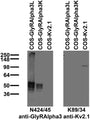 Immunoblot against extracts of COS cells transiently transfected with untagged GlyRAlpha3L, GlyRAlpha3K or Kv2.1 plasmid probed with N424/45 (left) or K89/34 (right) TC supe.