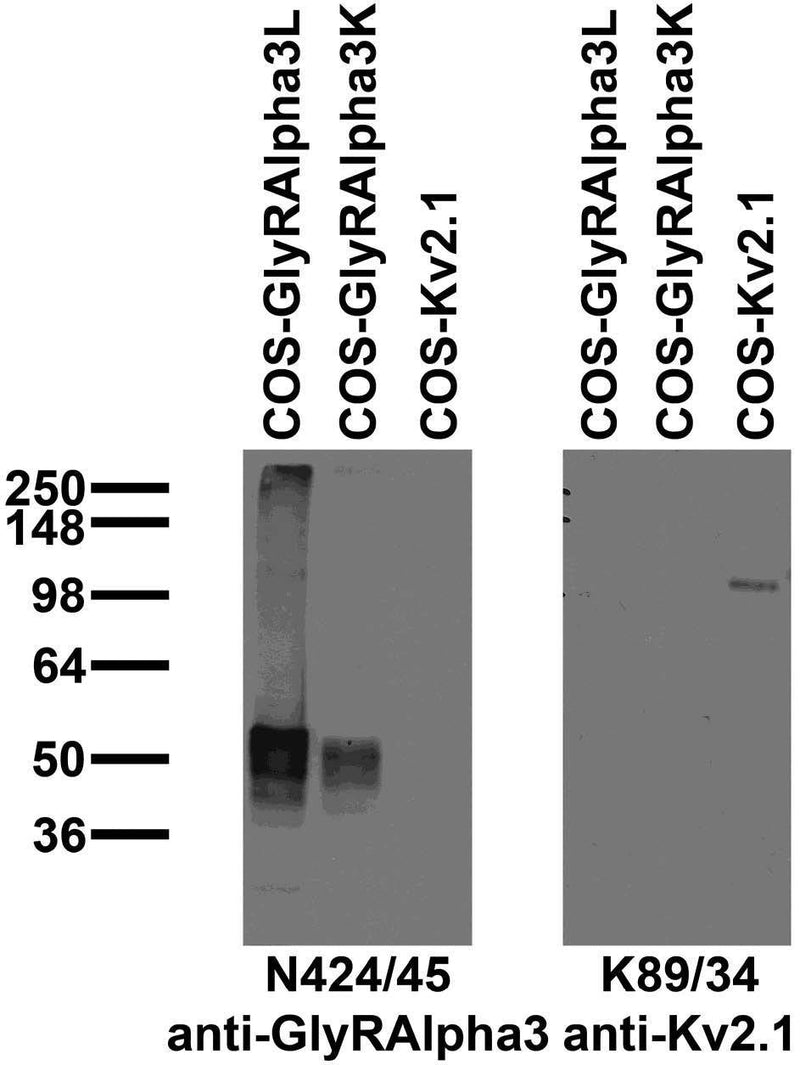 Immunoblot against extracts of COS cells transiently transfected with untagged GlyRAlpha3L, GlyRAlpha3K or Kv2.1 plasmid probed with N424/45 (left) or K89/34 (right) TC supe.