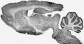 Adult rat whole brain immunohistochemistry.