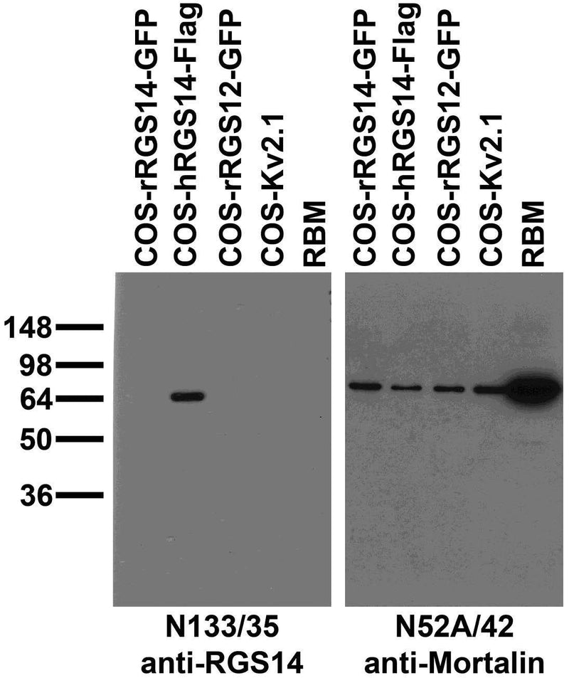Immunoblot against crude rat brain membrane fractions (RBM) and extracts of COS cells transiently transfected with GFP-tagged rat RGS14 (rRGS14), Flag-tagged human RGS14 (hRGS14), GFP-tagged rat RGS12 (rRGS12) or untagged Kv2.1 plasmid probed with N133/35 (left) or N52A/42 (right) TC supe.
