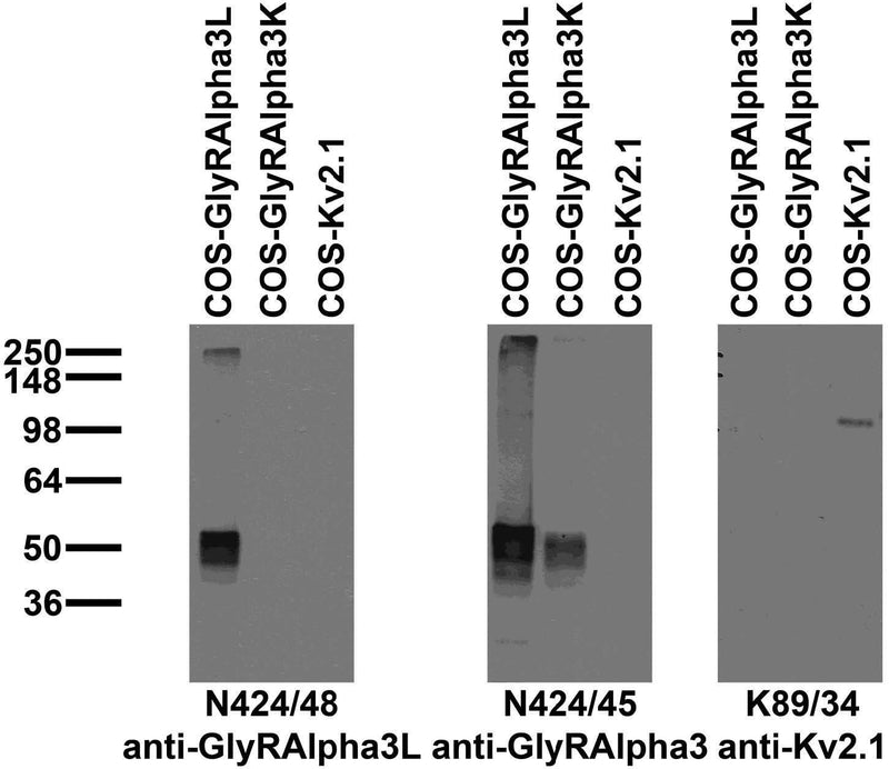 Immunoblot against extracts of COS cells transiently transfected with untagged GlyRAlpha3L, GlyRAlpha3K or Kv2.1 plasmid probed with N424/48 (left), N424/45 (middle) or K89/34 (right) TC supe.
