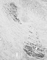 Adult rat trigeminal and facial motor nuclei immunohistochemistry.