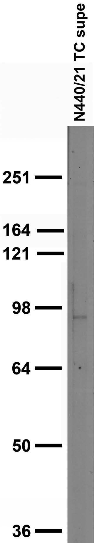 Adult rat brain membrane immunoblot.