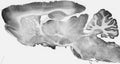 Adult rat brain membrane immunohistochemistry.