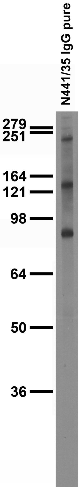 Adult rat brain membrane immunoblot.