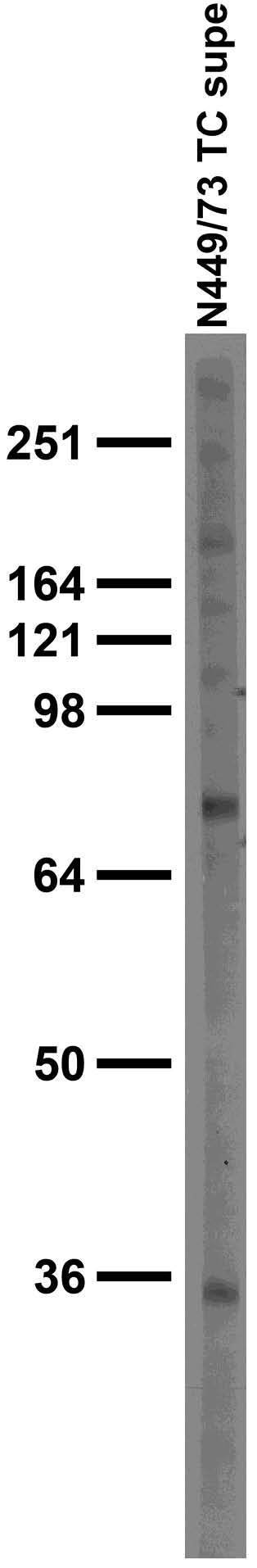 Adult rat brain membrane immunoblot.