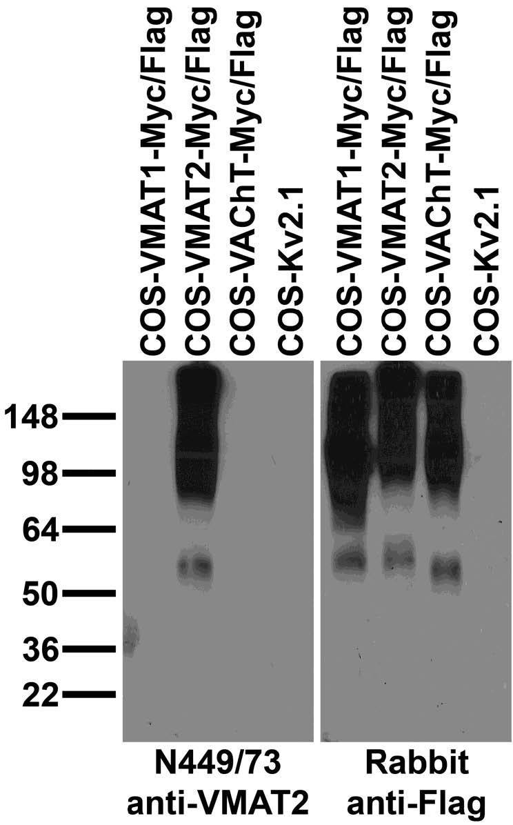 Immunoblot against extracts of COS cells transiently transfected with Myc/Flag-tagged VMAT1, VMAT2, VAChT or Kv2.1 plasmid probed with N449/73 (left) or rabbit anti-Flag (right).