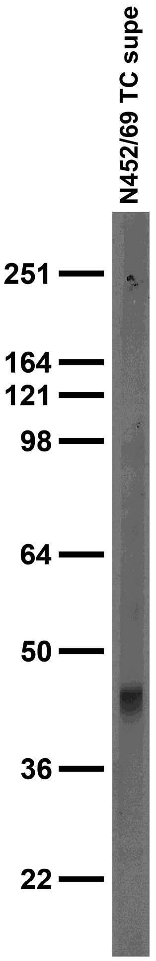 Adult rat brain membrane immunoblot.